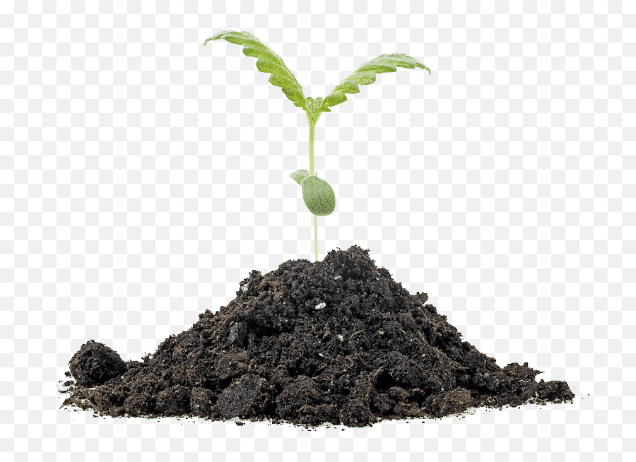 Medicinal Genomics - Solutions For Safe Quality Cannabis Dirt Pile Png,Marijuana Plant Png