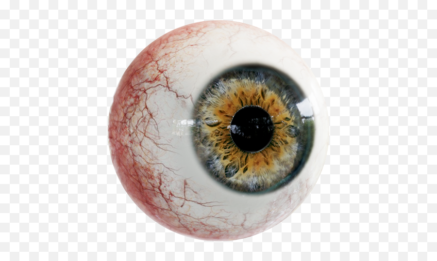 Mr Experiences For School Students U2013 Classvr - Transparent Human Eyeball Png,Showbox Eyeball Icon