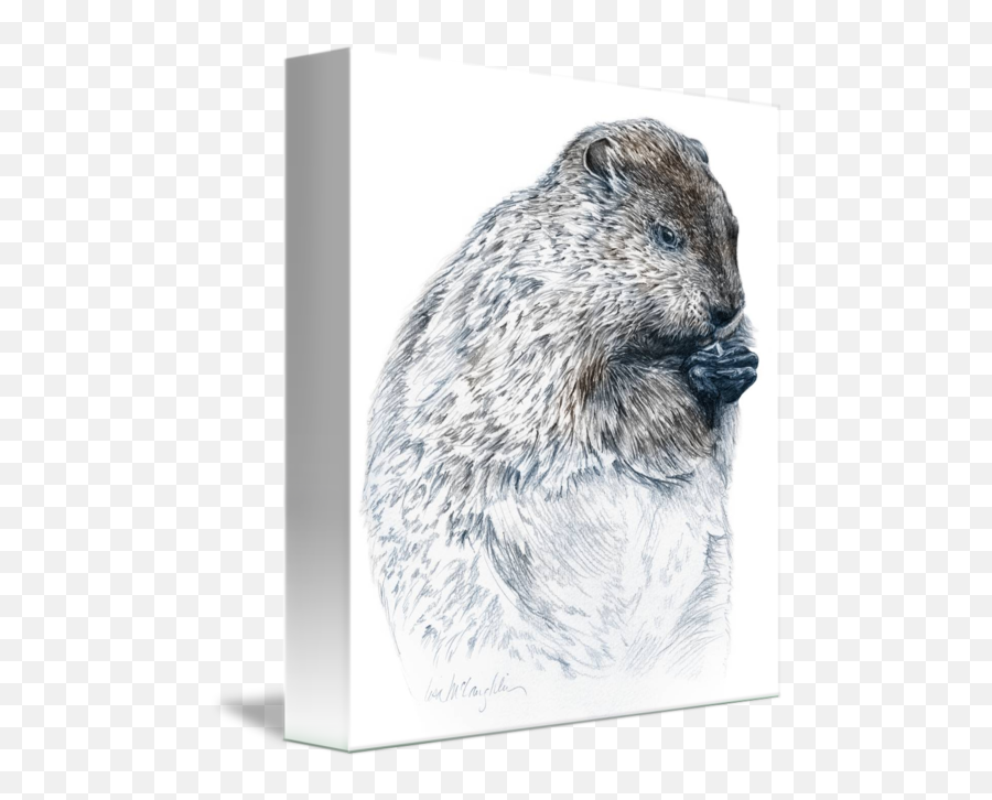 Groundhog By Lisa Mclaughlin - Marsh Rice Rat Png,Groundhog Png