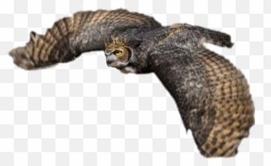 Crowned Owl Productions - Buzzard Png,Owls Png
