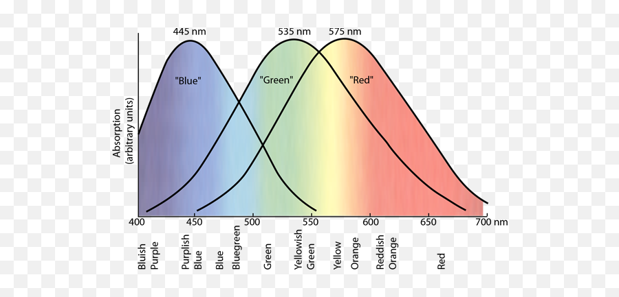 The Color - Sensitive Cones Colors That Girls Can Only See Png,Triggered Eyes Png