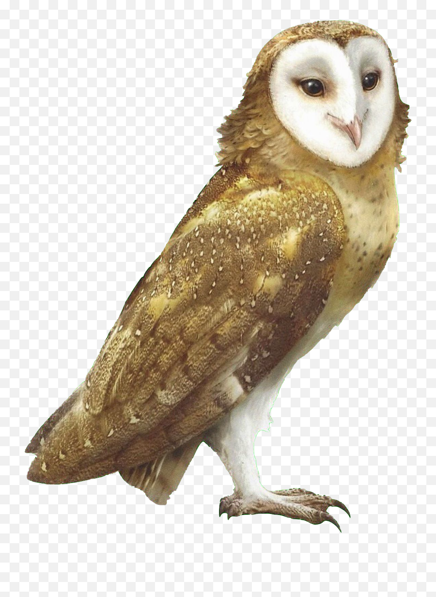 Marella Guardians Of Gau0027hoole Wiki Fandom - Guardians Of Ga Hoole Soren Png,Barn Owl Png