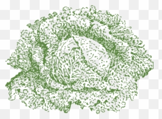 Red Cabbage Photo Background Transparent Png Images And Svg