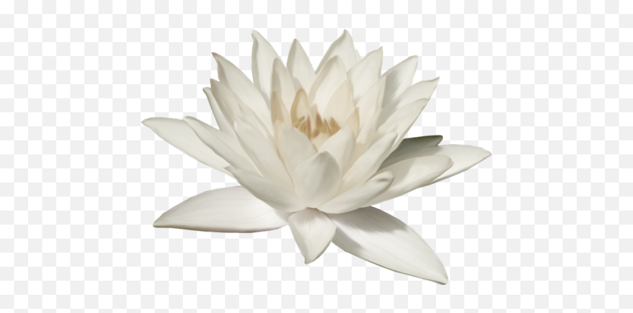 Lotus Flower Png - White Lotus Png,Lotus Flower Transparent Background