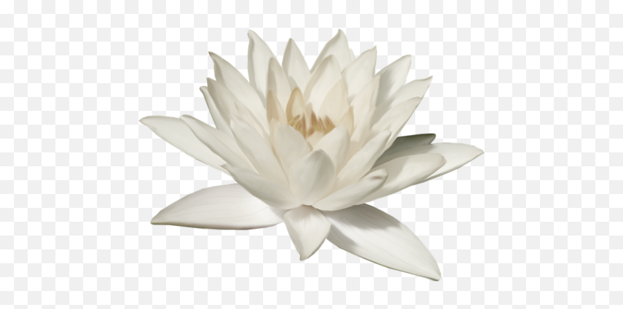 Lotus Flower Png White Lotus Png Lotus Flower Transparent Background Free Transparent Png Images Pngaaa Com