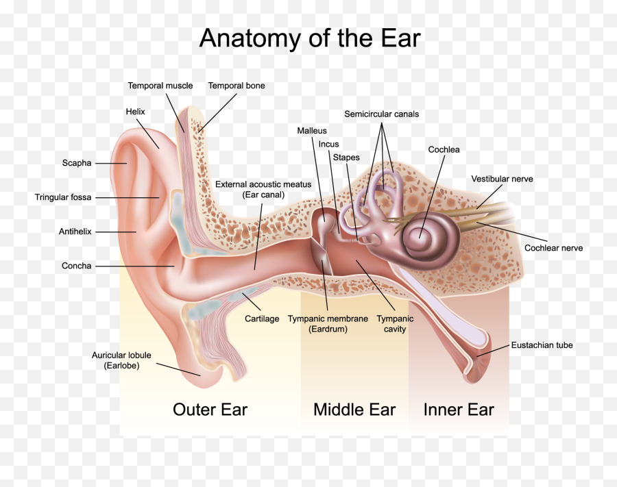 Patulous Eustachian Tube - Anatomy Of The Ear Png,Ear Transparent