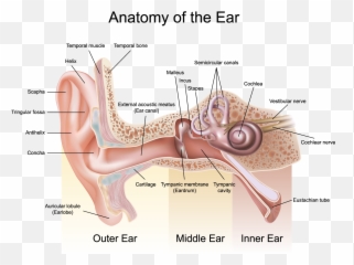 Patulous Eustachian Tube - Anatomy Of The Ear png