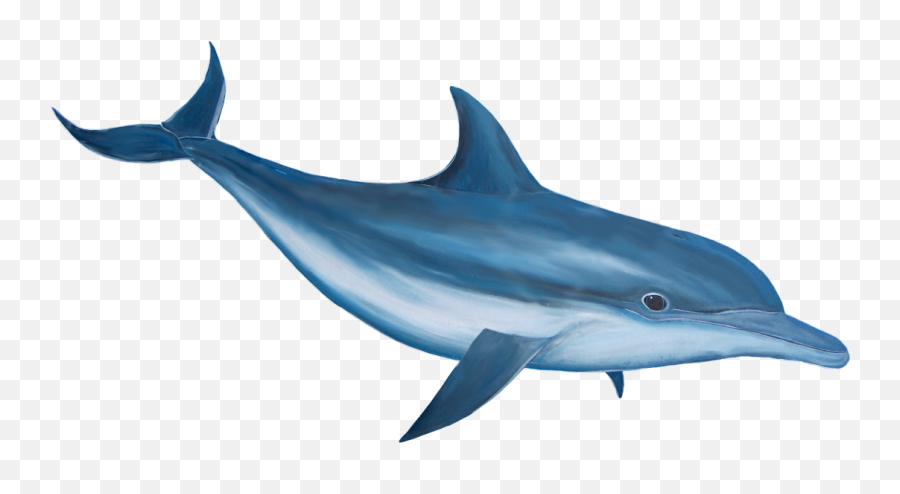 Dolphin Png - Dolphin Fish Image Png,Dolphin Transparent Background