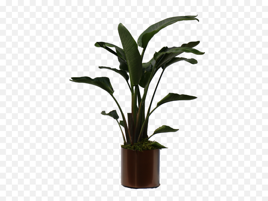Tall Indoor Tropical Plants - Heliconia Indoor Plant Png,Tropical Plant Png
