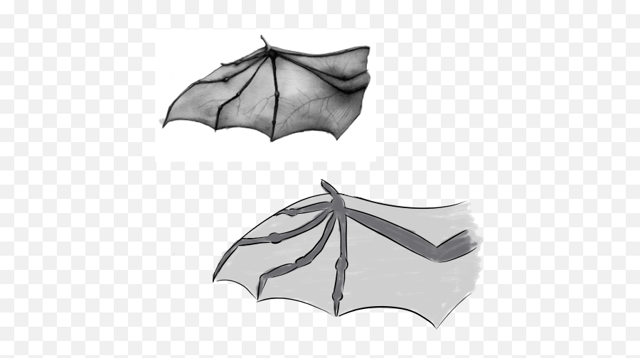 P Bat Wing Practice By Rustyace - Fur Affinity Dot Net Bats Png,Bat Wing Png