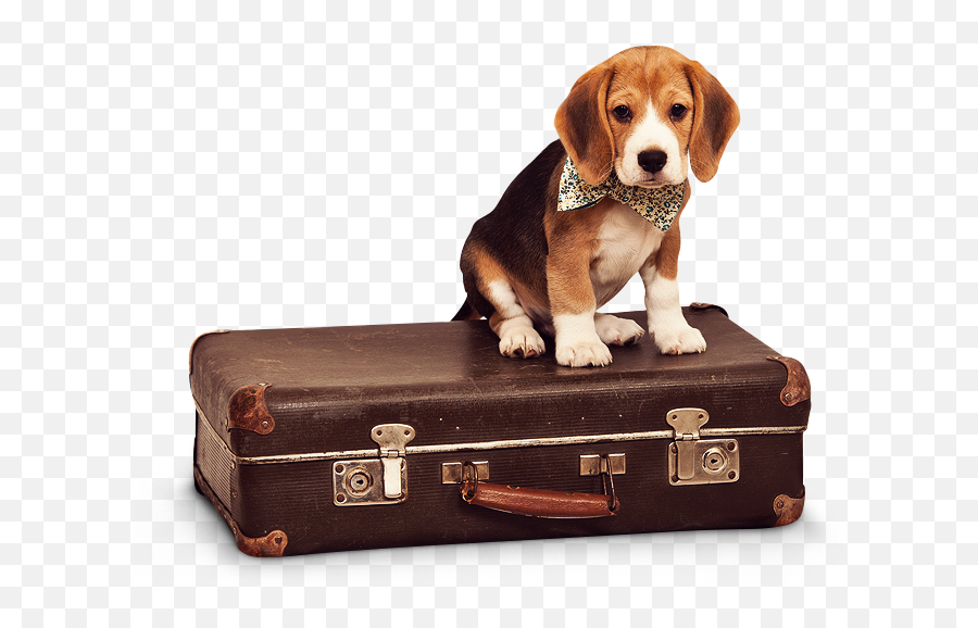 Pet Sitting Care Dog Walking And Boarding Services - Dog With Luggage Png,Dog Sitting Png
