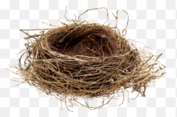 Nest Png Images Free Download - Nest Transparent Png,Nest Png