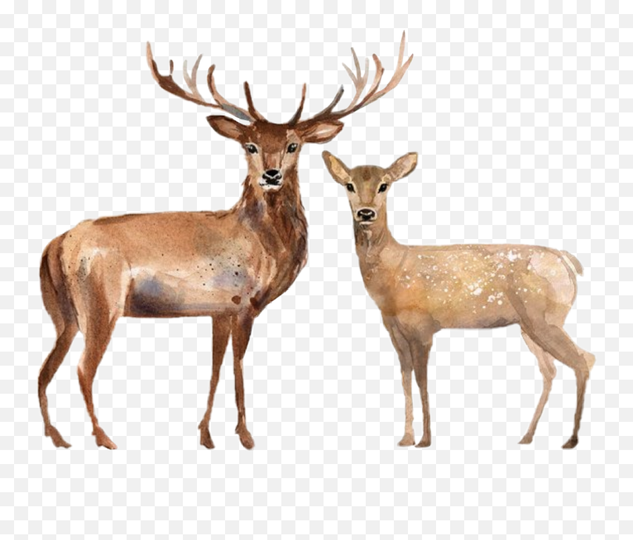 Deer Doe Woodland Animals Sticker - Doe Stag Png,Doe Png