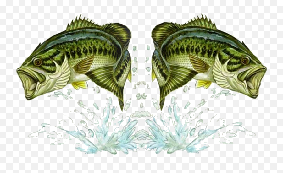 Bass Fish Wallpaper Vector Images 68
