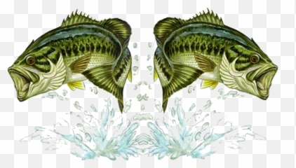 Black Bass Wallpaper Wallpapersafari - Bass Fish Png,Largemouth Bass Png