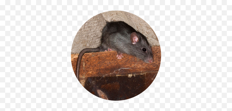 Rodents - Brown Rat Png,Mouse Rodent Icon