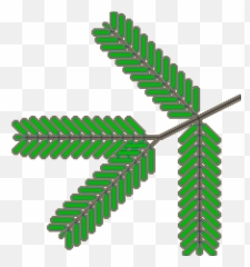 Software David Maddison Lab - Mesquite Icon png