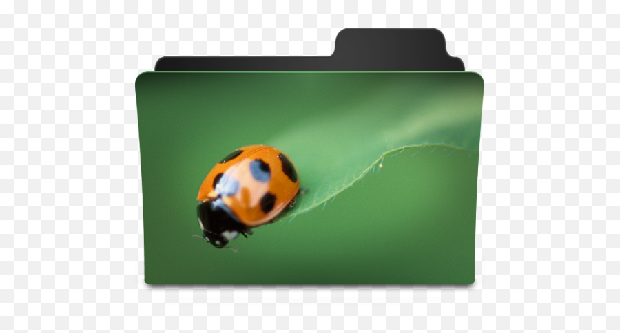 Bug I Icon - Goodies Folder Icons Softiconscom Ladybird Png,Beetle Icon