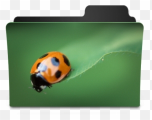 Bug I Icon - Goodies Folder Icons SoftIconscom Ladybird png