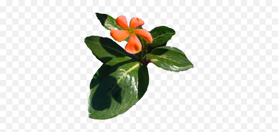 Flowers - Rosa Glauca Png,Orange Flowers Png