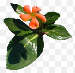 Flowers - Rosa Glauca Png,Orange Flowers Png