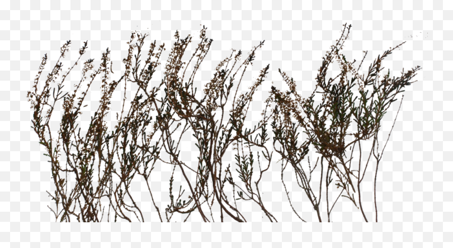 Planting Some Grass - Guild Of Writers Wiki Bushes Textures Png,Grass Texture Png