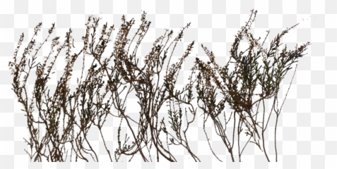 Planting Some Grass - Guild of Writers Wiki Bushes Textures Png