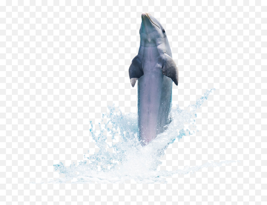Dolphin Fish Animal - Fish Transparent Jumping Fish Png,Fish Swimming Png