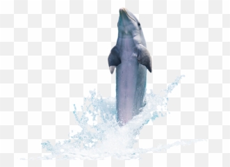 Dolphin Fish Animal - Fish Transparent Jumping Fish Png,Fish Swimming Png