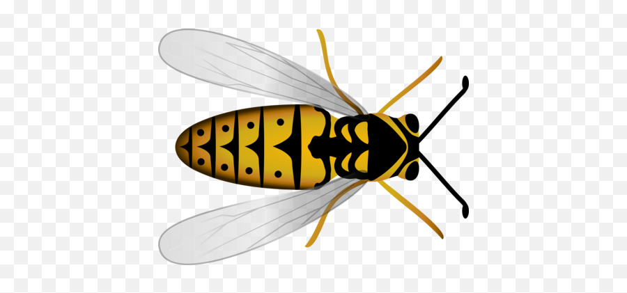 Wasp Photo Background Transparent Png Images And Svg Vector - Bee Top View Png,Wasp Png