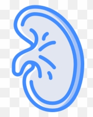 Kidney - Free medical icons Language png