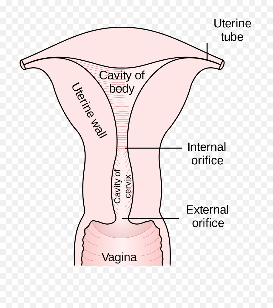 Filegray1167svg - Wikimedia Commons Internal And External Os Png,Vagina Png