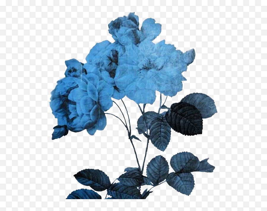 Aesthetic Flower Art Transparent Png Mart - Blue Aesthetic Flower Png,Transparent Aesthetic