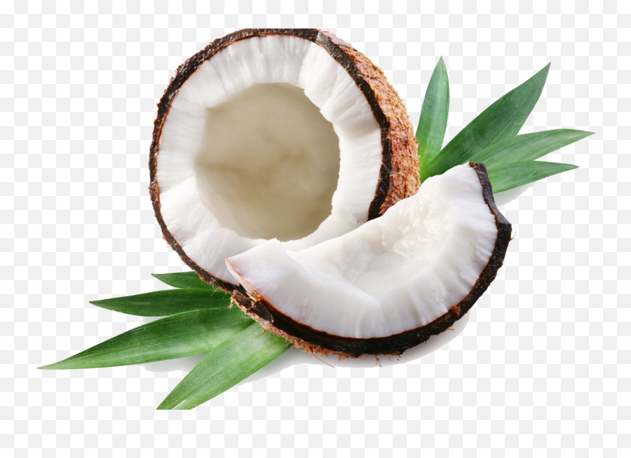 Coconut Png Transparent Images - Transparent Coconut Png,Coconut Png