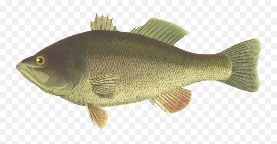Perch Tilapia Bony Fish Png Clipart - Largemouth Bass Bass Clip Art,Bass Fish Png