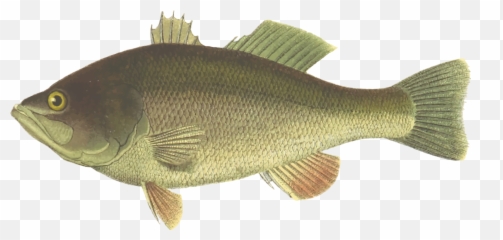 Perch Tilapia Bony Fish Png Clipart - Largemouth Bass Art