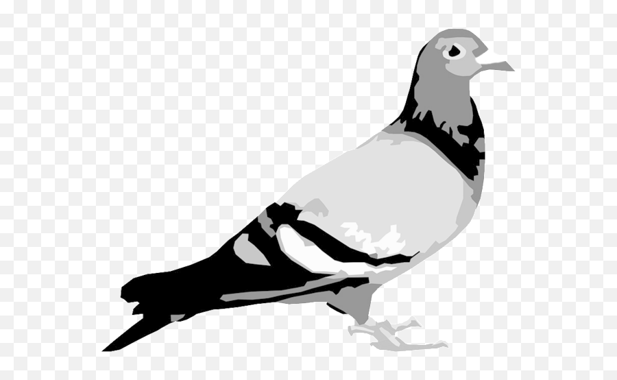 Staple Pigeon Png Image - Logo Staple Pigeon,Staple Png