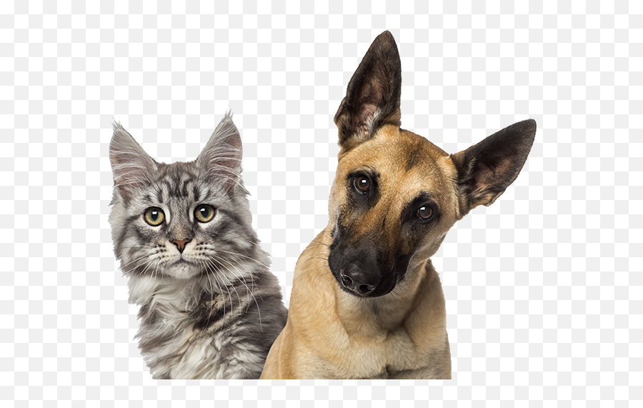 Download Family Member Animal Hospital - Transparent Puppies And Kittens Png,Kittens Png