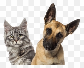 Download Family Member Animal Hospital - Transparent Puppies And Kittens Png