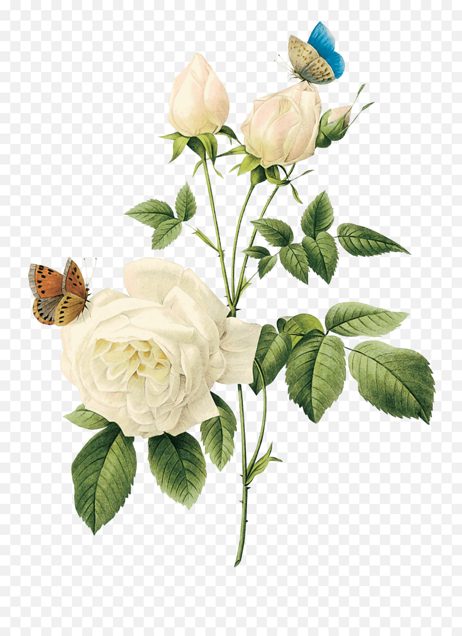 Png Image Flower White Rose Picture - Transparent Background Flowers Png,White Roses Png