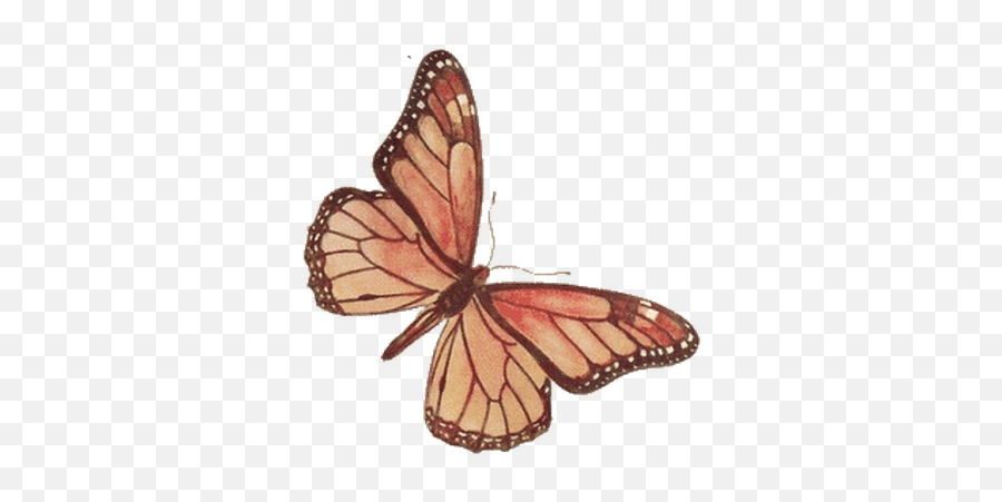 Butterflies Transparent Png Images - Transparent Brown Butterfly Png,Real Butterfly Png