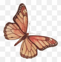 Butterflies Transparent Png Images - Brown Butterfly
