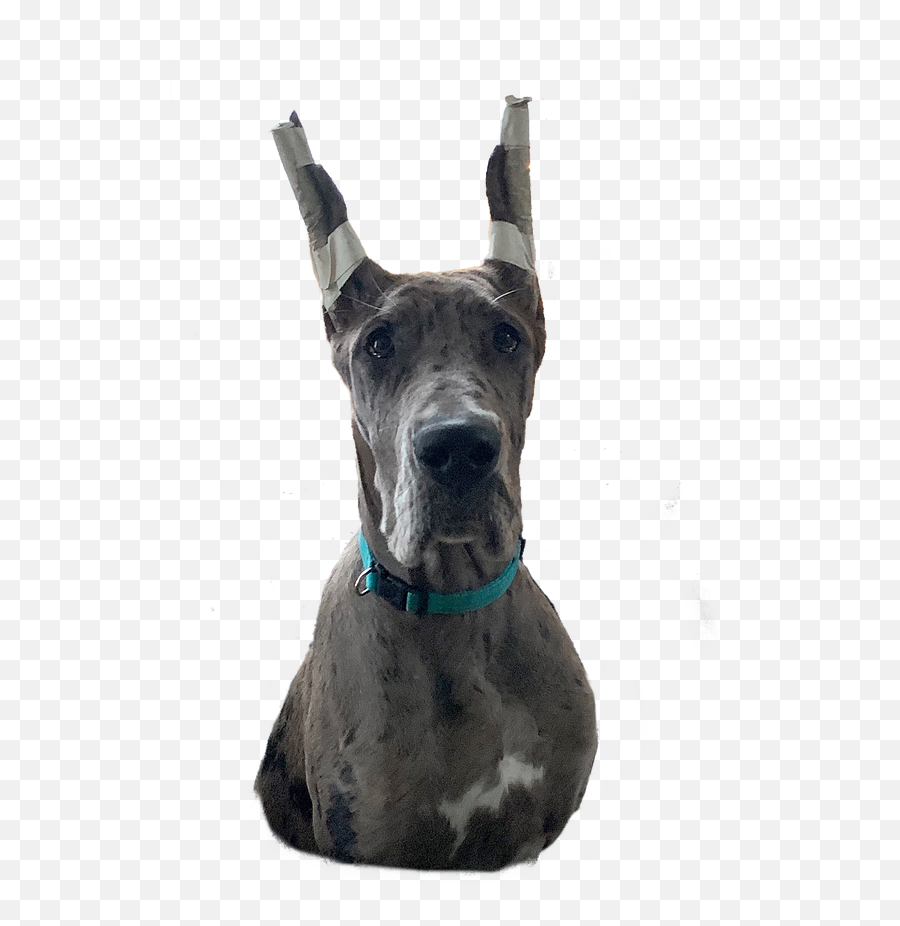 Altitude Great Danes Co - Owns Great Dane Png,Great Dane Png