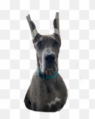 Altitude Great Danes Co - Owns Great Dane Png,Great Dane Png