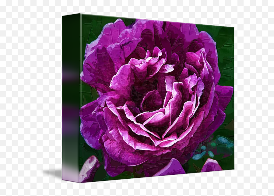 Bold Purple Rose Bloom By Kirt Tisdale - Hybrid Tea Rose Png,Purple Rose Png