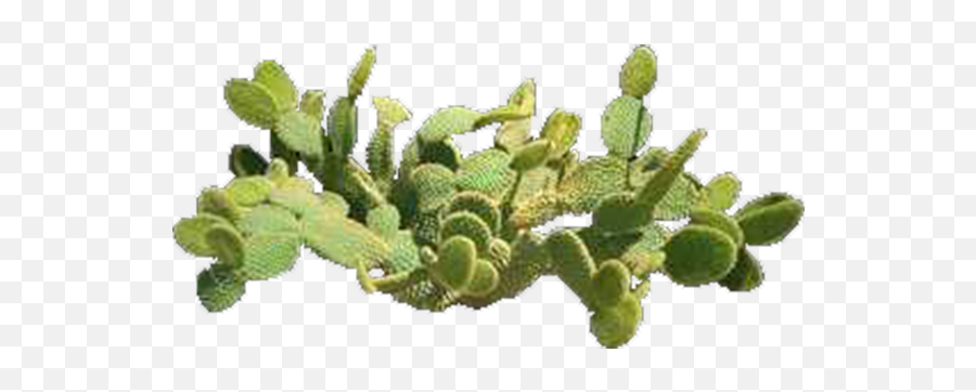 Plant Top View Png - Product Item Prickly Pear Top View Prickly Pear Top View,Plant Top View Png