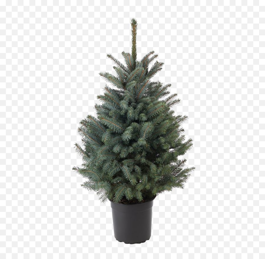 Blue Spruce Tree Potted Png - Clip Art Library Houseplant,Spruce Tree Png