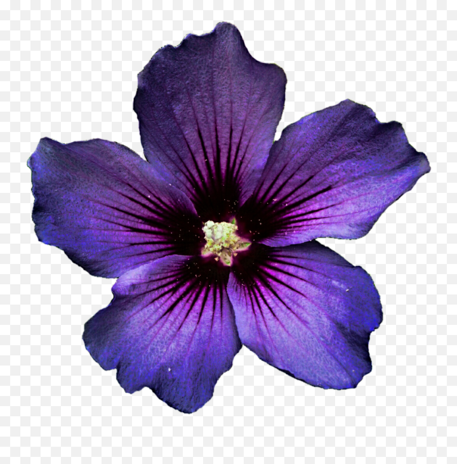 Dark Purple Hibiscus Flower - Transparent Purple Flower Png,Hibiscus Flower Png