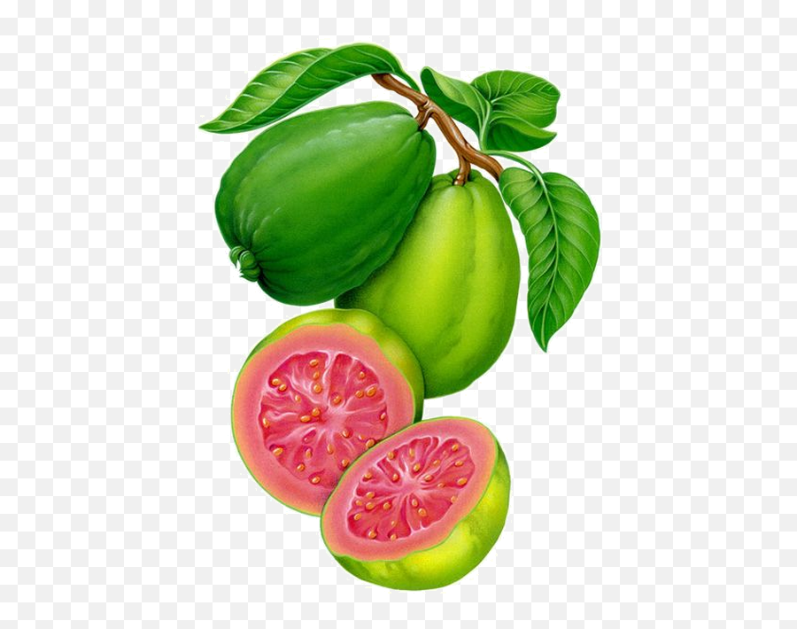 Download Fruit Clipart Guava - Watercolor Painting Fruits And Vegetables Png,Guava Png