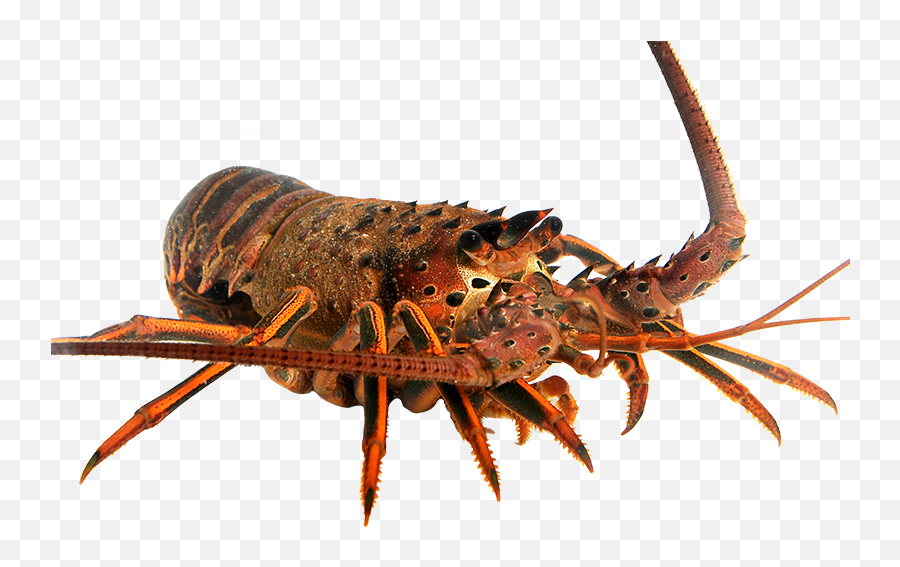 California Spiny Lobster Png - California Spiny Lobster Png,Lobster Png